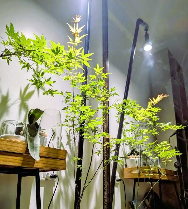 A peaceful plant corner